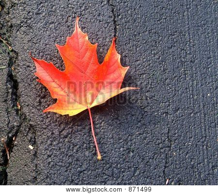AutumnLeaf
