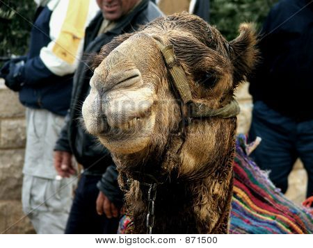 camelBP