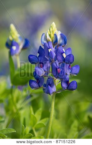 Texas Bluebonnet (lupinus Texensis) Blooming In The Spring