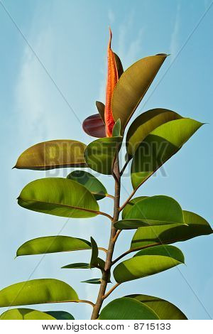 Blatt