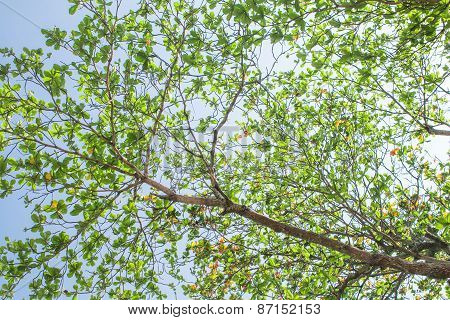 Background Of Green Tree