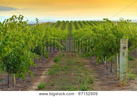 Wine valley at sunset