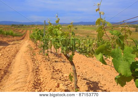 Vineyard, Catalonia, Spain