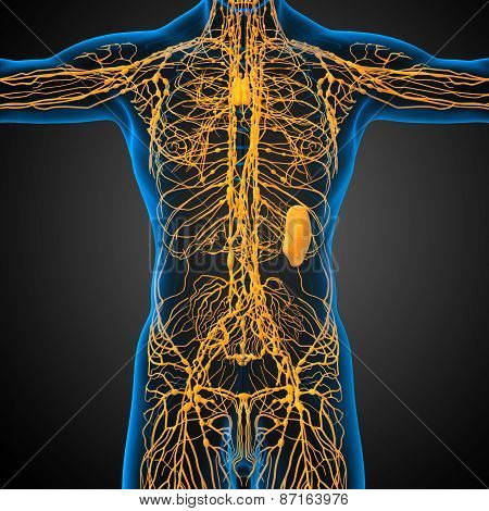 3D Render Medical Illustration Of The Lymphatic System
