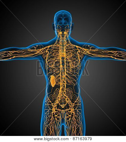3D Render Medical Illustration Of The Lymphatic System