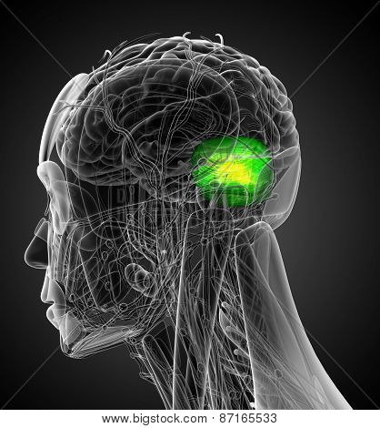 3D Render Medical Illustration Of The Human Brain Cerebrum