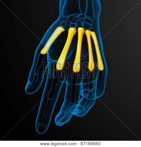 3D Render Medical Illustration Of The Metacarpal Bone
