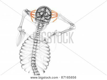 3D Render Medical Illustration Of The Metacarpal Bone