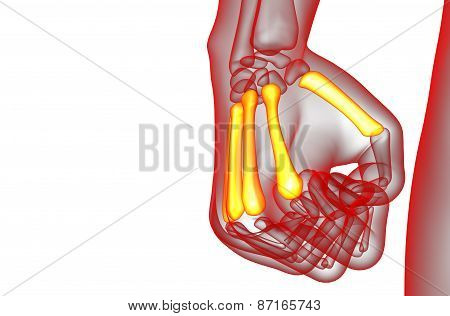 3D Render Medical Illustration Of The Metacarpal Bone