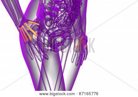 3D Render Medical Illustration Of The Metacarpal Bone