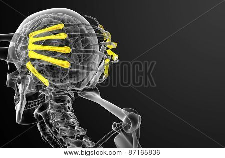 3D Render Medical Illustration Of The Metacarpal Bone