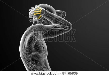 3D Render Medical Illustration Of The Metacarpal Bone
