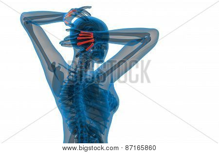3D Render Medical Illustration Of The Metacarpal Bone