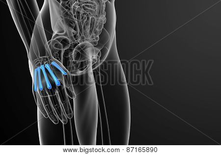 3D Render Medical Illustration Of The Metacarpal Bone