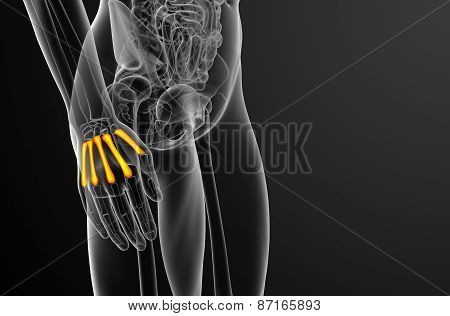 3D Render Medical Illustration Of The Metacarpal Bone