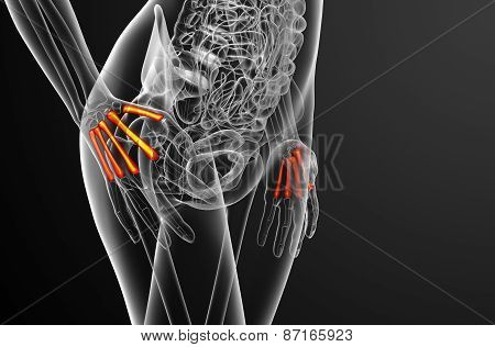 3D Render Medical Illustration Of The Metacarpal Bone