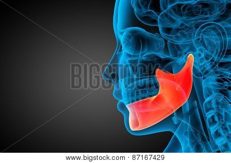 3D Rendered Illustration - Jaw Bone