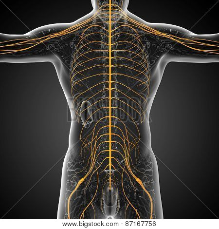 3D Render Medical Illustration Of The Nerve System