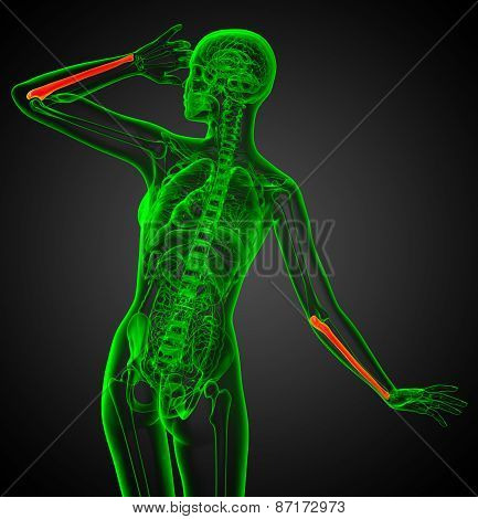 3D Render Medical Illustration Of The Ulna Bone