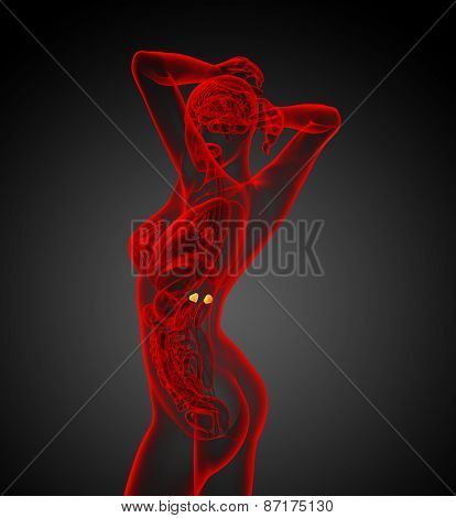 3D Render Medical Illustration Of The Human Adrenal Glands