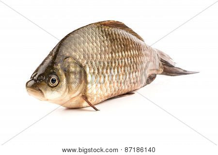 Fish Crucian