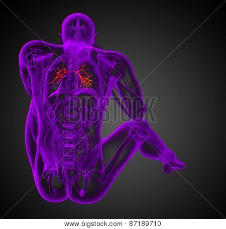 3D Medical Illustration Of The Male Bronchi