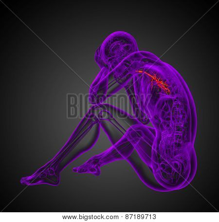 3D Medical Illustration Of The Male Bronchi