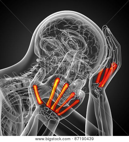 3D Render Medical Illustration Of The Metacarpal Bone
