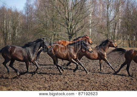 Running Horses