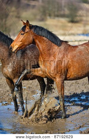 Horses In A Puddle