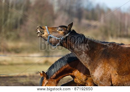 Sniffing Horse
