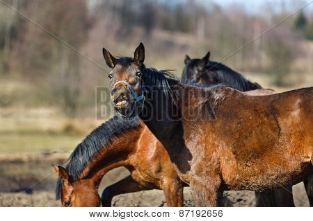 Sniffing Horse