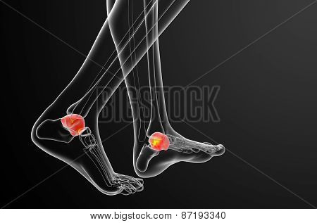3D Render Illustration Of The Talus Bone