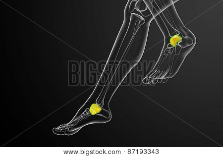 3D Render Illustration Of The Talus Bone