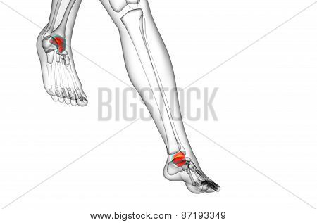 3D Render Illustration Of The Talus Bone