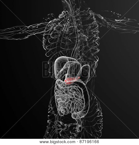 3D Render Medical Illustration Of The Gallblader And Pancrease