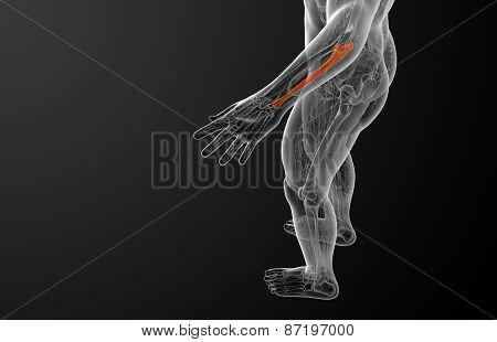 3D Render Medical Illustration Of The Ulna Bone
