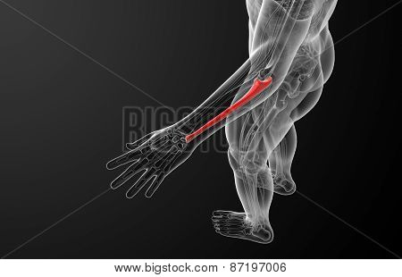 3D Render Medical Illustration Of The Ulna Bone