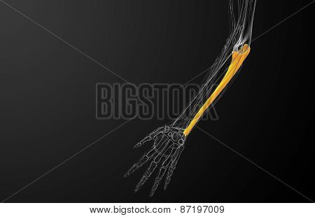 3D Render Medical Illustration Of The Ulna Bone