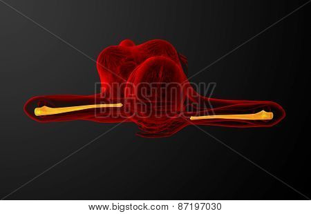 3D Render Medical Illustration Of The Ulna Bone