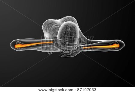3D Render Medical Illustration Of The Ulna Bone