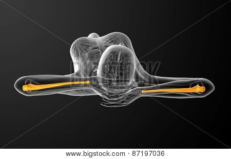 3D Render Medical Illustration Of The Ulna Bone