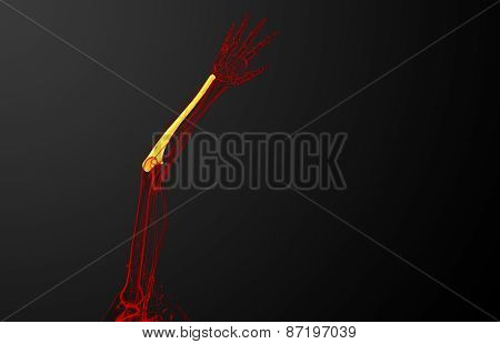 3D Render Medical Illustration Of The Ulna Bone