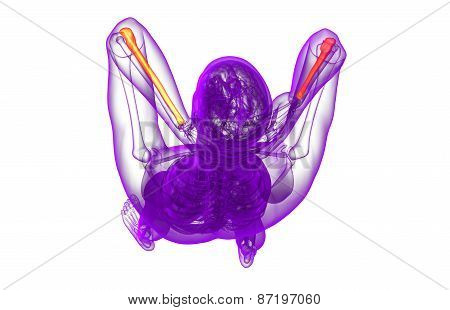 3D Render Medical Illustration Of The Ulna Bone