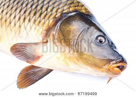 Fish Carp