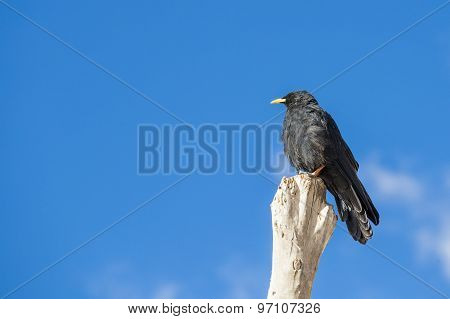 Blackbird In Summertime - Room For Text