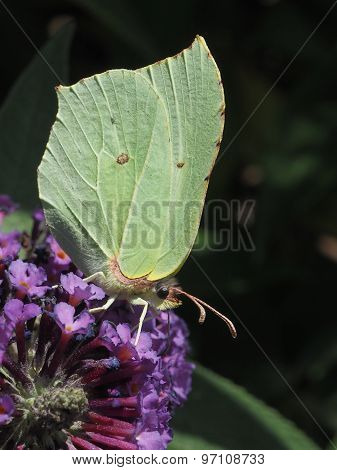 Brimstone Butterfly