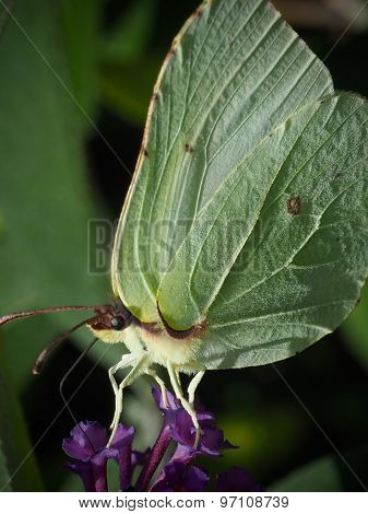 Brimstone Butterfly