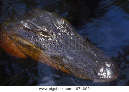 Alligator Portrait