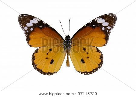Plain Tiger Butterfly (danaus Chrysippus)